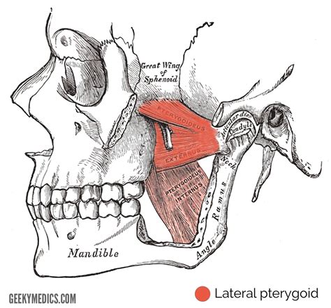 Muscles of Mastication | Anatomy of the Head | Geeky Medics