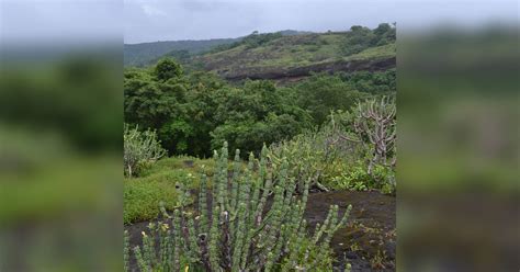 Attend This Fun Forest Walk In The City I LBB, Mumbai