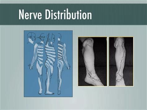 疼痛機制 The mechanism of Pain | PPT