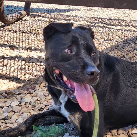 Melody – Grand Rivers Humane Society