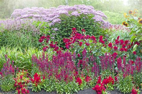 Joe Pye Weed: Plant Care & Growing Guide