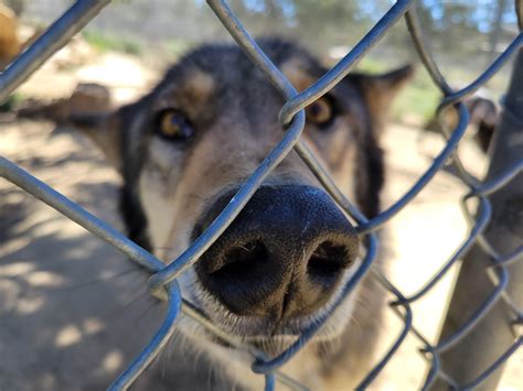 A big goober (but he doesn't want any boops, no thank you) : r/Wolfdogs