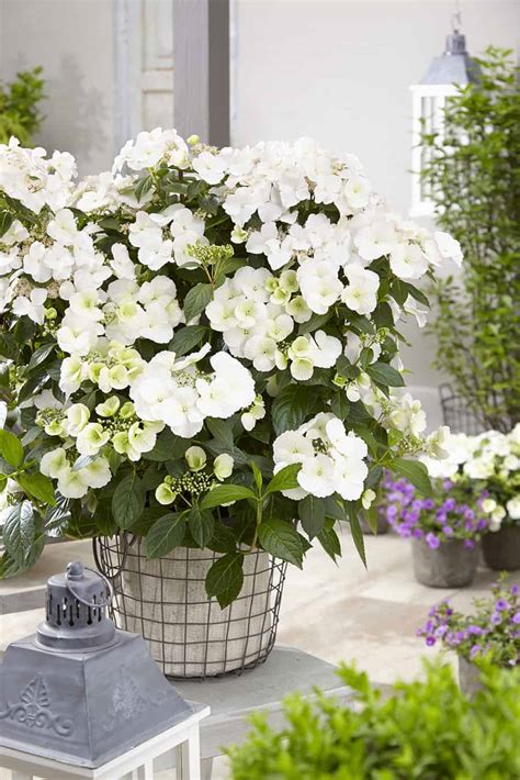 Image result for Runaway Bride Hortensie