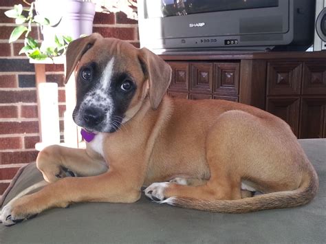 Boxer Chocolade Lab Mix Puppy