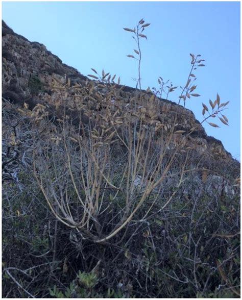 Enhancing Greenhouse Tomato-Crop Productivity by Using Brassica ...