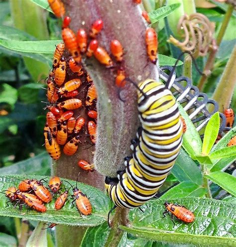 What Insects Eat Caterpillars And Why It Matters
