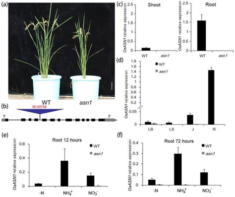 OsASN1 Plays a Critical Role in Asparagine-Dependent Rice Development