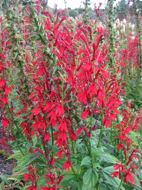 Best Time To Plant Cardinal Flower at Amy Heyer blog