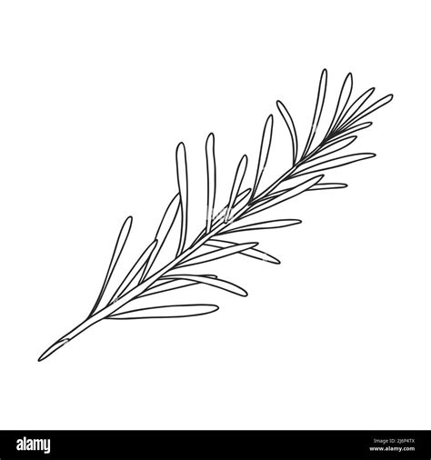 Rosemary Sprig Drawing
