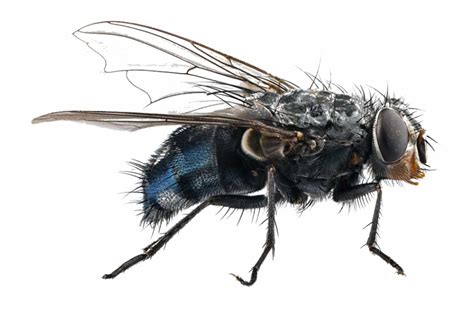 Fly Transparent Background 的图像结果