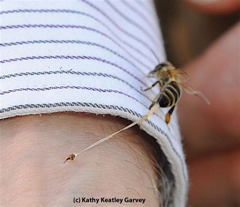 Bumblebee Vs Carpenter Bee