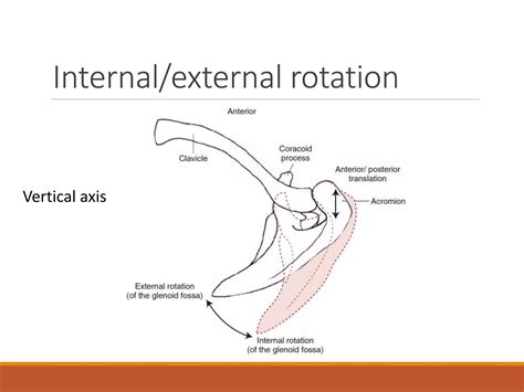 biomechanics of shoulder | PPTX
