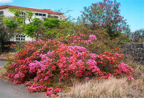 Cold Hardy Drought Tolerant Plants: Survive Any Climate with These Top ...