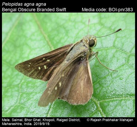 Pelopidas agna agna | Butterfly