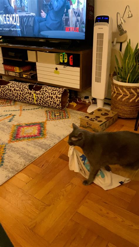 I saw the cat dragging a blanket so here’s Sully dragging my sisters ...