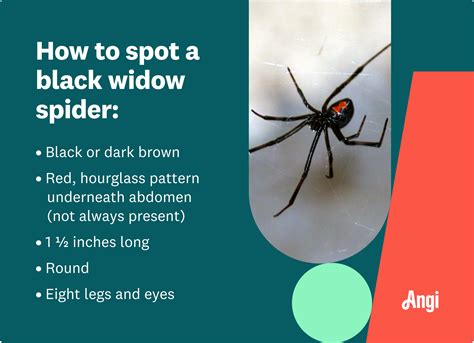How to Identify a Black Widow Spider | Angi