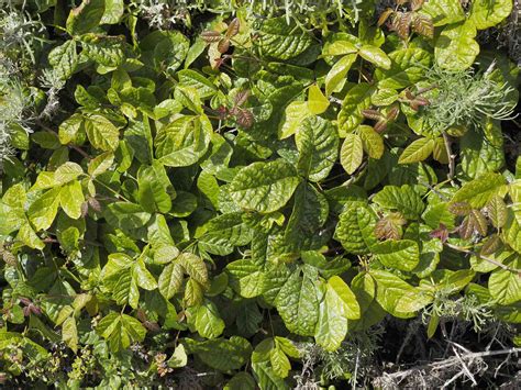 Poison Ivy vs. Poison Oak Rash Symptoms and Treatment
