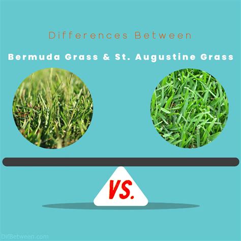 Bermuda Grass vs St. Augustine Grass: A Comparative Guide