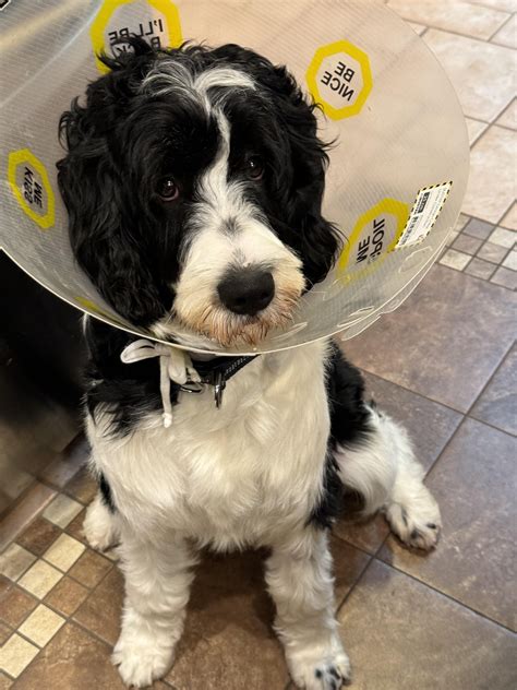 This is my dog named Otis he got neutered and now he looks sad : r/aww