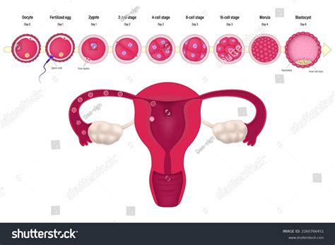 Two Cell Stage