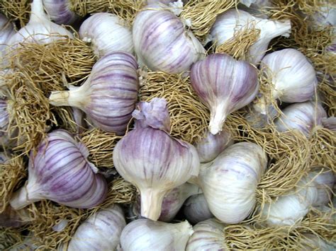 Harmony Farm Supply & Nursery – Organic Since 1980