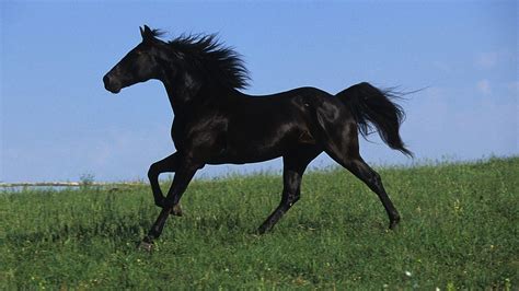 Black Stallion Wallpapers - Top Free Black Stallion Backgrounds ...