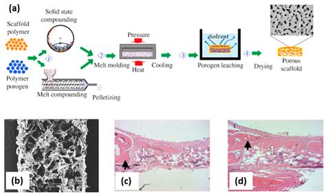 Solvent-Free Approaches for the Processing of Scaffolds in Regenerative ...