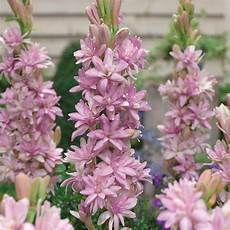 tuberose fiori fiori caratteristiche delle tuberose fiori fiori caratteristiche delle