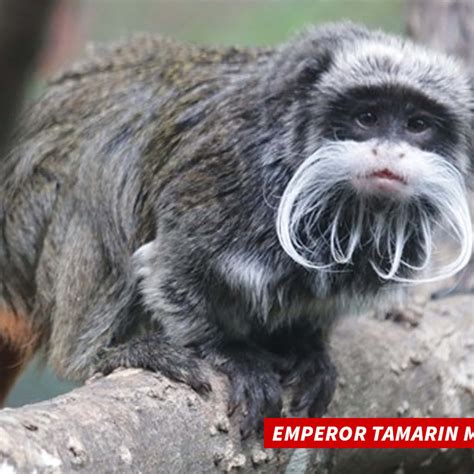 Download Emperor Tamarin Monkeys Are A Rare Species | Wallpapers.com
