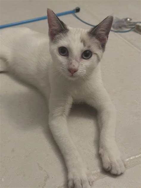 My 3 month old kitten is going to the bathroom on my bed. : r/cat