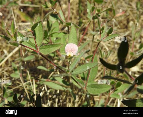 Spanish clover (Acmispon americanus) Plantae Stock Photo - Alamy