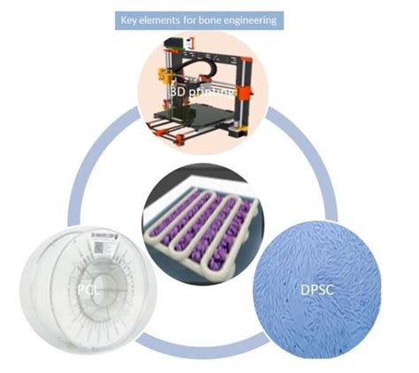 Assessment of a PCL-3D Printing-Dental Pulp Stem Cells Triplet for Bone ...