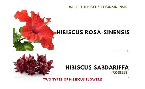 Herbal Tea | Hibiscus Flower Herbal Tea | Pure hibiscus flower petals ...