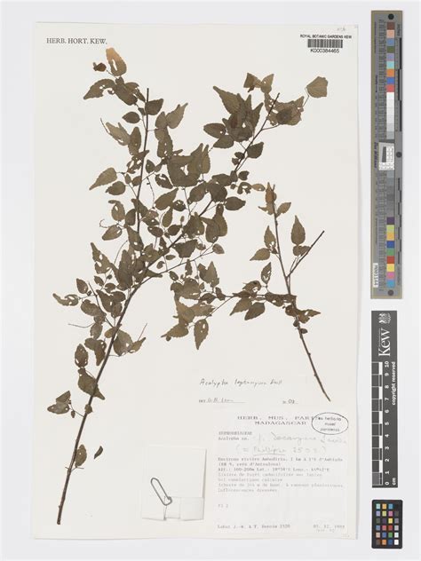 Acalypha leptomyura Baill. | Plants of the World Online | Kew Science