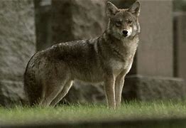 Image result for Coyote Hybrid