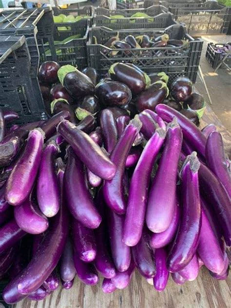 Ritz Farming® Brinjal vegetables seeds | long lite purple color Brinjal ...