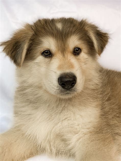 Husky X German Shepherd X Malamute - Hillside - PetsForHomes