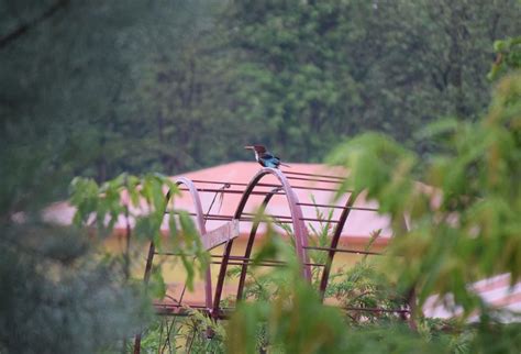 Aura Resort New Year Package In Jim corbett Park