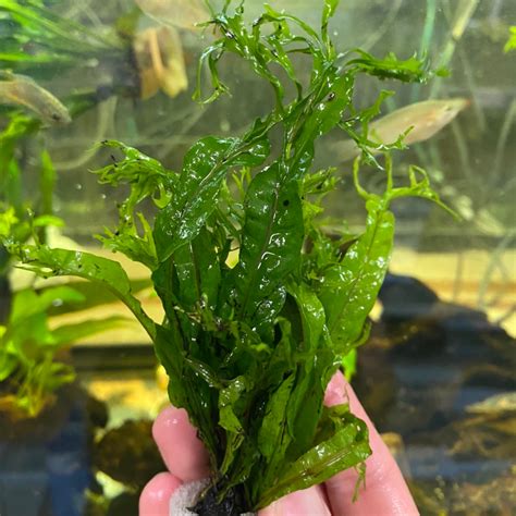 Image result for Java Fern Windelov Care