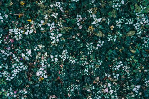 Green 的图像结果