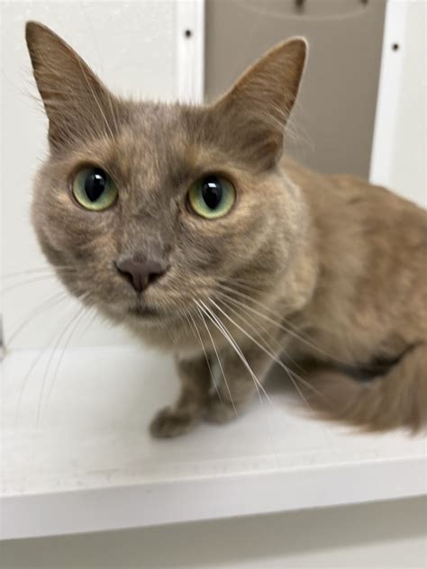 Allagash 1 – harvest hills animal shelter Open by appointment only