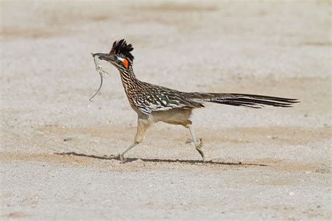 Greater Roadrunner | Greater roadrunner, Road runner, Pet birds