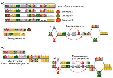 Graph Pangenomes Track Genetic Variants for Crop Improvement