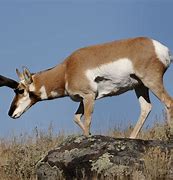 antelope 的图像结果