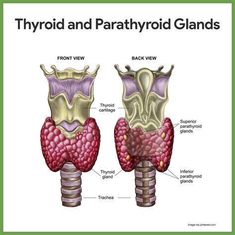 parathyroid vs thyroid - West Sincere