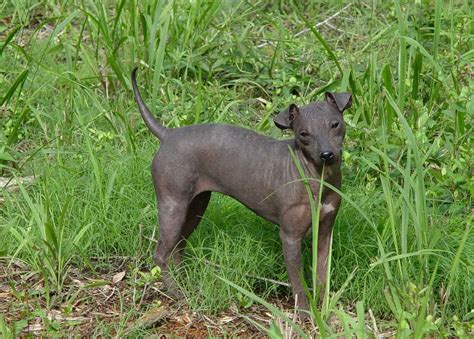 American Hairless Terrier Breed Info and Care