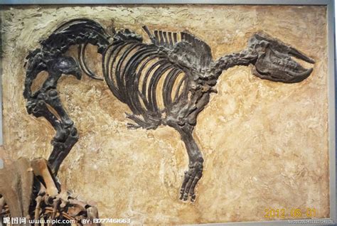 禄丰恐龙谷博物馆化石修复师这样“复活恐龙” - 化石网