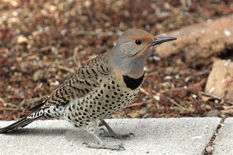 Northern Flicker - East Cascades Audubon Society