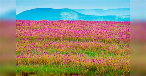 Kaas Plateau: Plan Your Next Weekend Getaway To This Beautiful World ...