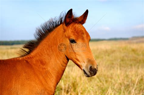 一匹骑着婴儿的马高清图片下载-正版图片503230262-摄图网
